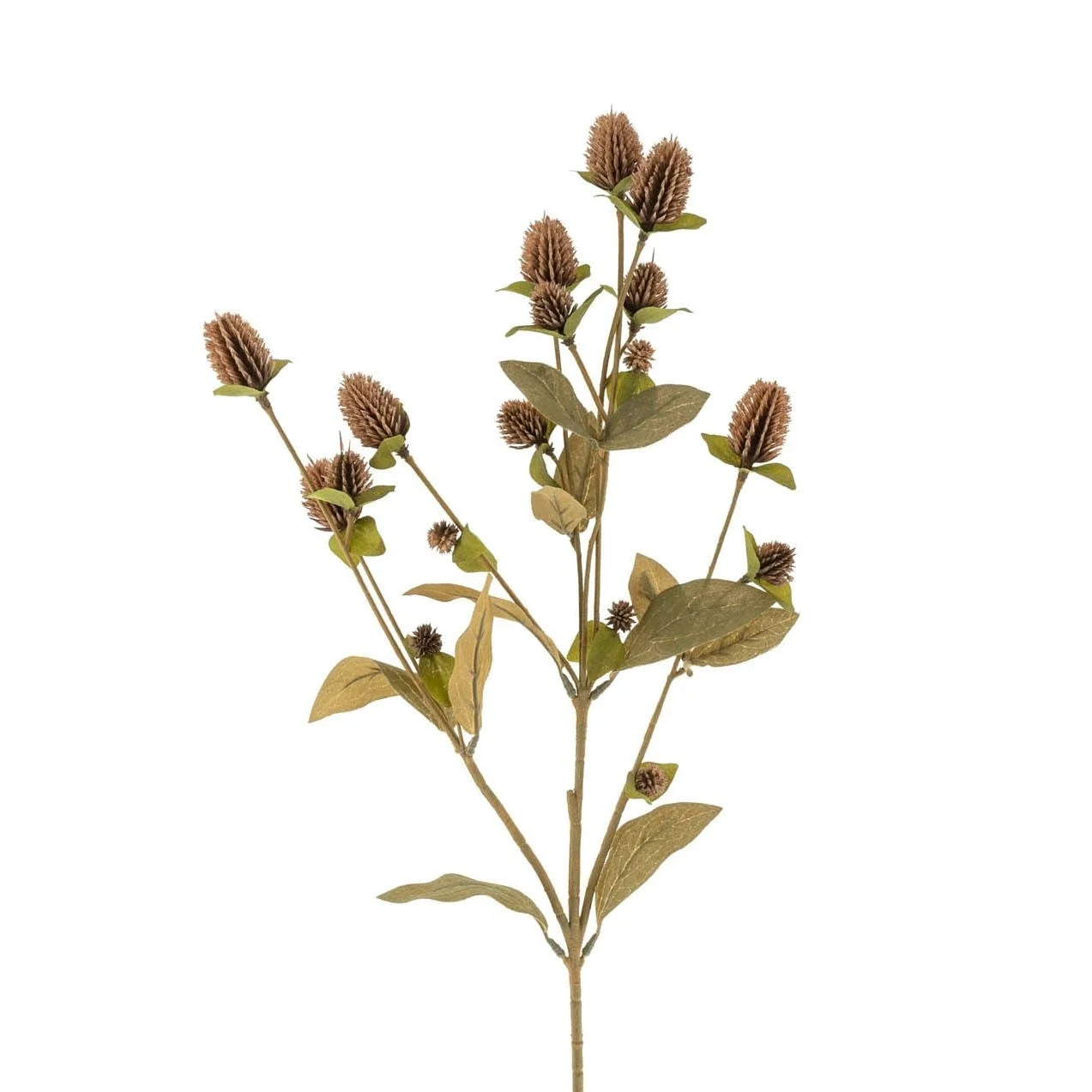 Globe Amaranth Everlasting Stem