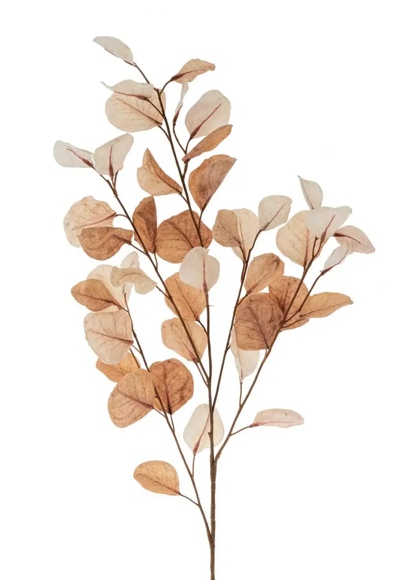 Dried Eucalyptus Branch