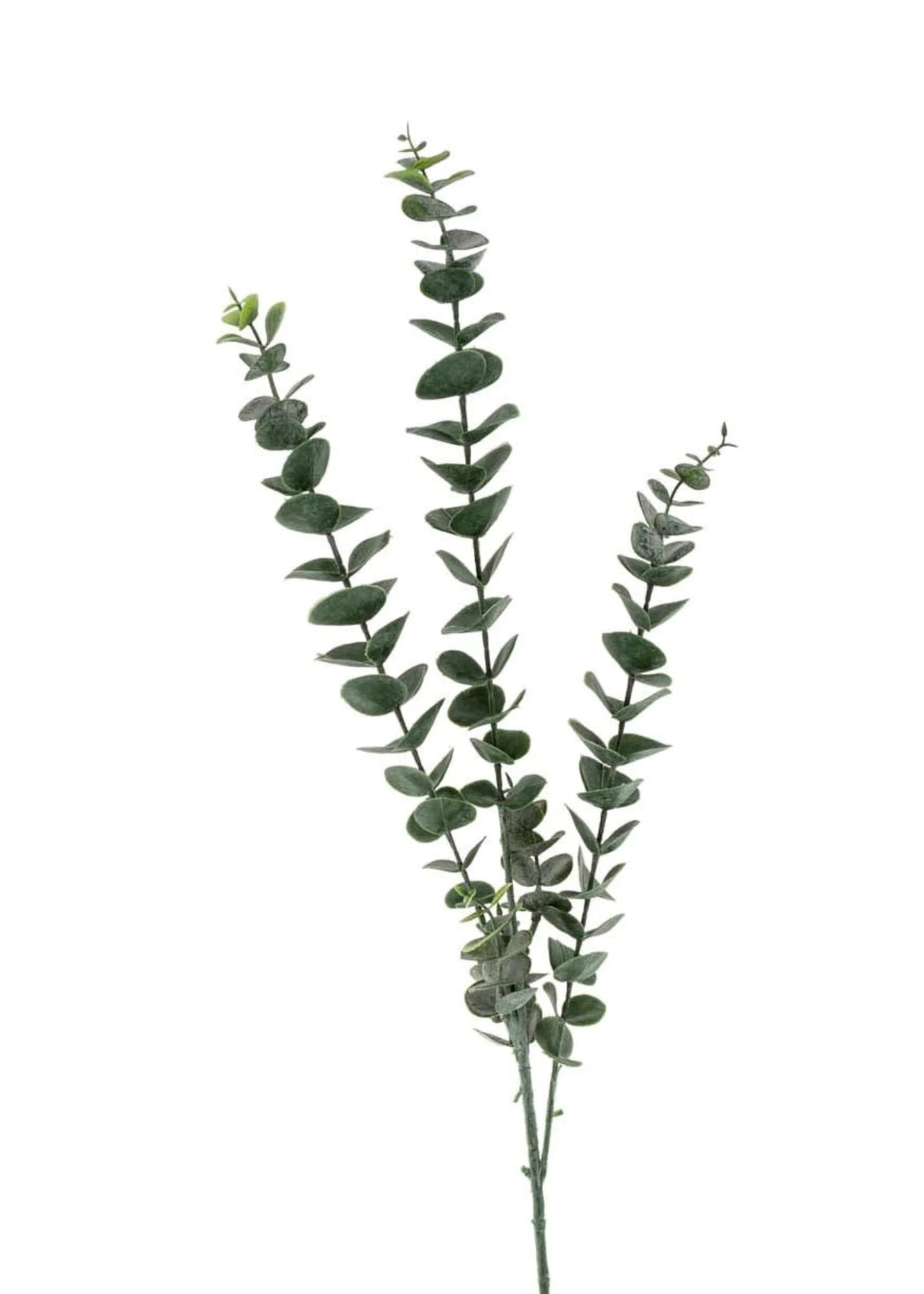 Eucalyptus Everlasting Branch