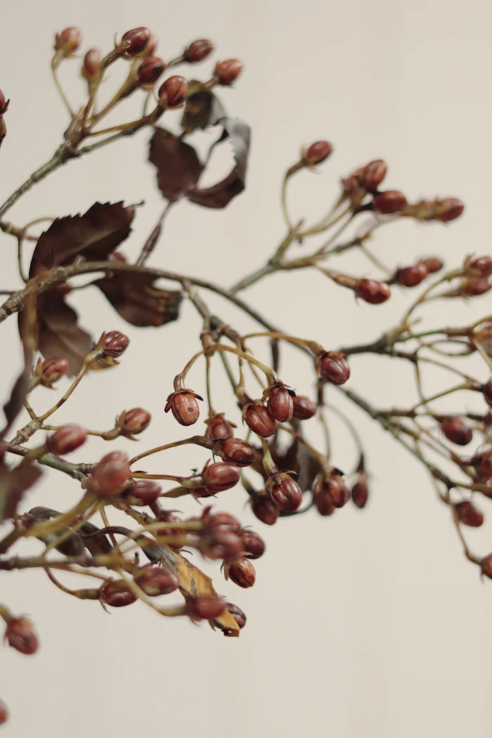 Hypericum Berry Spray