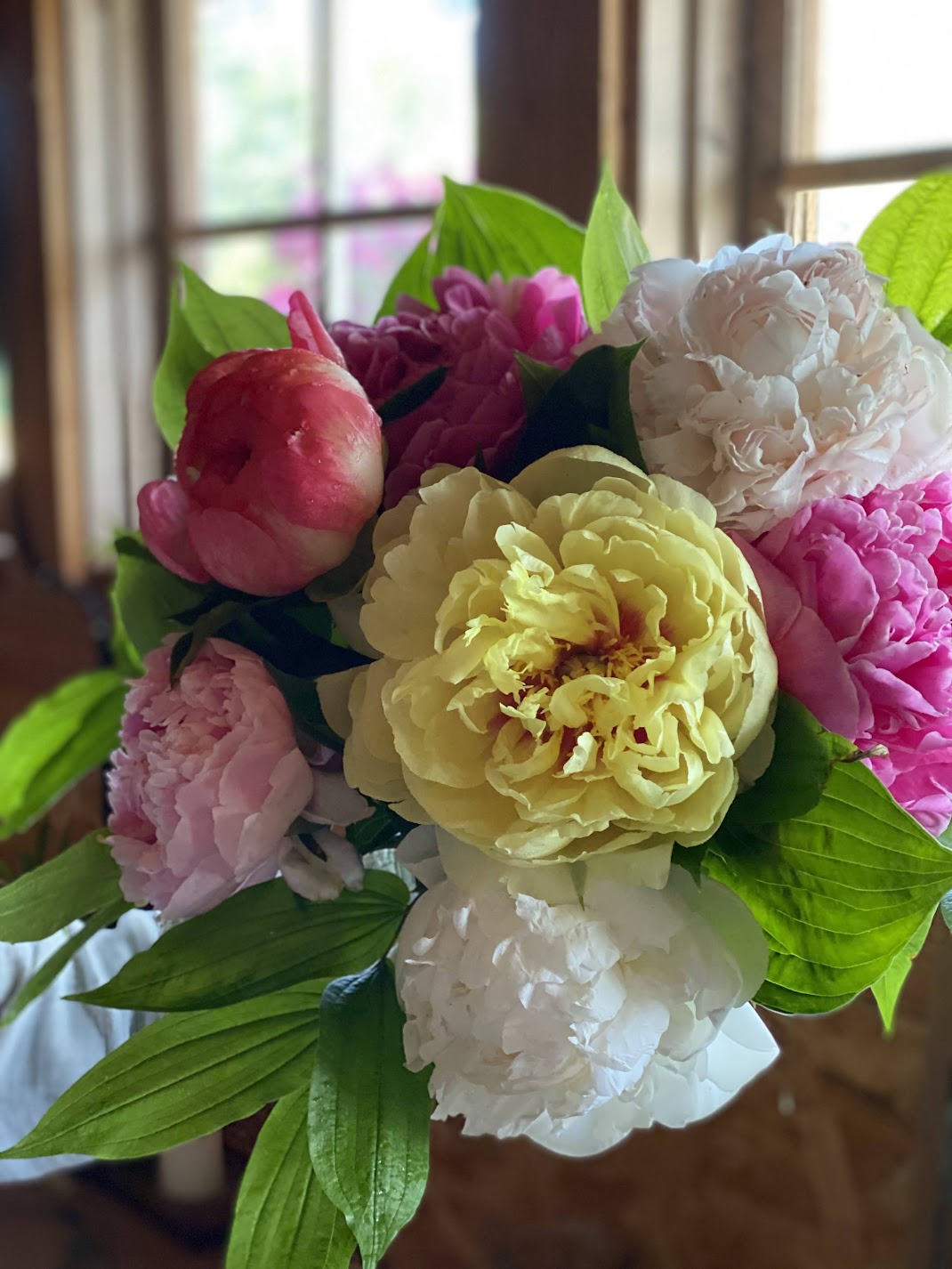 3 Week Peony Subscription Quesnel