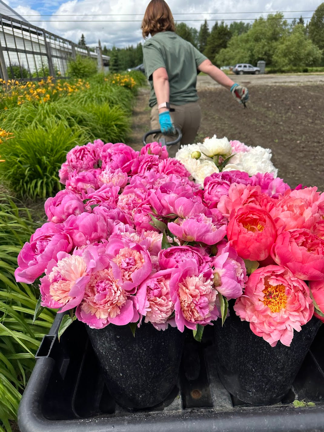 3 Week Peony Subscription Quesnel